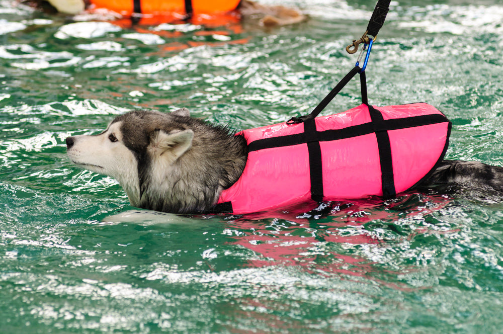 Dog Life Jackets | The First Wave