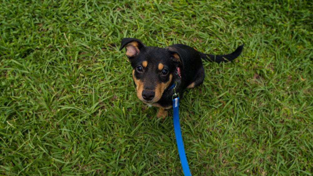 Leashes