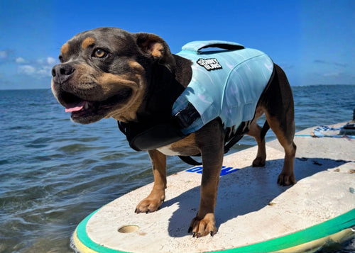 Sea Foam Dog Life Jacket | Breathable & Buoyant | Dog Flotation Device